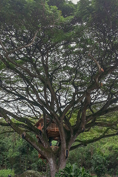 Hawaii Oahu Tree house by the Tree House Guys, DIY network
