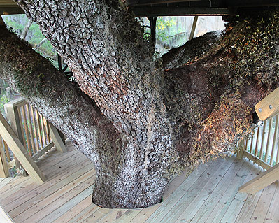 Spirit of the Suwannee - Live Oak, FL tree house by the Tree House Guys, DIY network