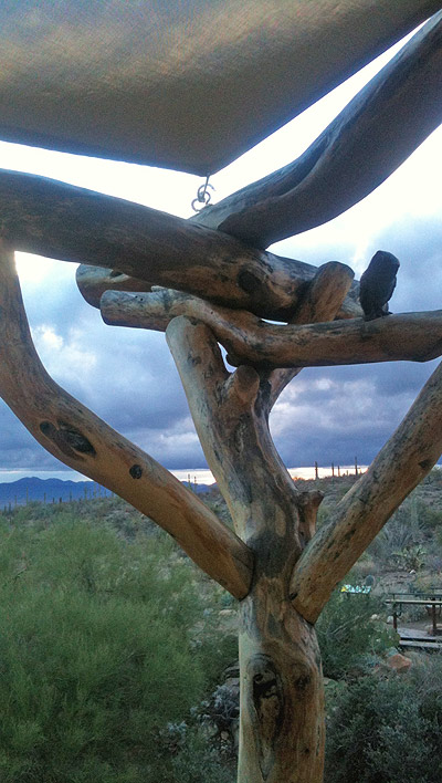 Sonora Desert Museum public tree house by The Treehouse Guys, LLC